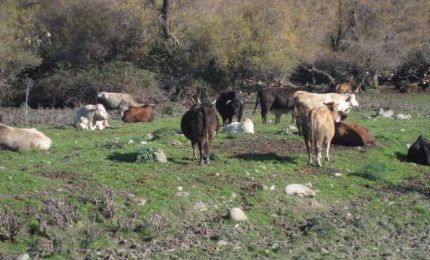 Zootecnia e agricoltura in Sicilia: su alcune cose siamo d'accordo con la CIA, su altre, no