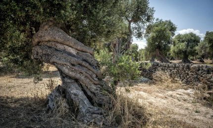 Crisi dell'agricoltura in Puglia: Emiliano s'arruspigghiò mentre il senatore De Bonis attacca sulla Xilella