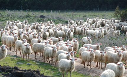 Domani al Porto di Catania manifestazione di pastori e allevatori