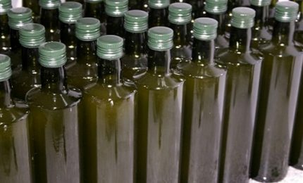 La truffa olio d'oliva in Toscana (Grosseto, Siena, Arezzo e Firenze) e a Foggia/ MATTINALE 316