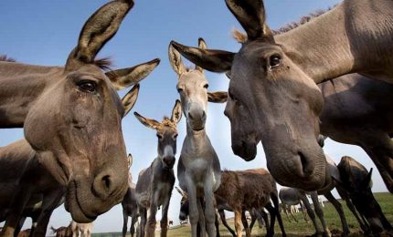 Il Governo Musumeci promuove la Dieta Mediterranea: ma con quali prodotti agricoli?