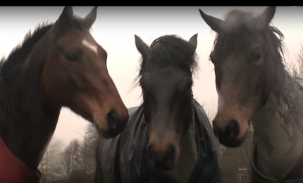L'agricoltura siciliana muore e le strade cadono a pezzi? Andiamo tutti a cavallo. Firmato Musumeci, Bandiera e Falcone