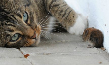 In Australia vogliono uccidere 2 milioni di gatti!