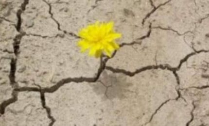 La Sicilia che resiste come la ginestra sulle pendici riarse e desolate del Vesuvio