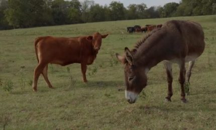 Tutti preoccupati per due mucche sull'autostrada. E degli asini della politica siciliana ne vogliamo parlare?