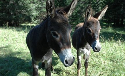 La Sicilia alleva 3.454 asini ragusani e 77 asini panteschi. E gli asini della politica quanti sono?