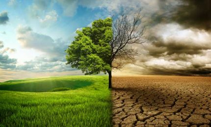 Perch&eacute; tanti alberi di Carrubo del Ragusano stanno morendo? Morti naturali o c'&egrave; dell'altro?