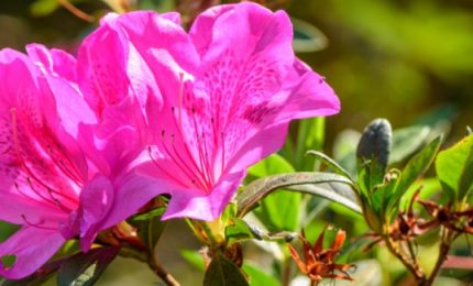 Nel giorno della 'Festa della mamma', una madre scrive ai suoi figli lontani e a sua madre