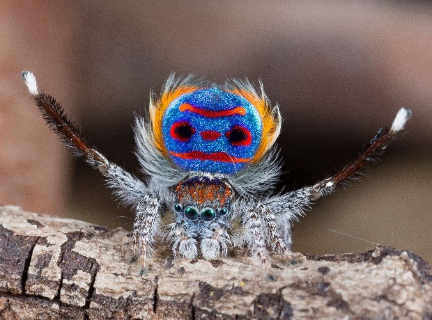 Il corteggiamento del Ragno pavone (VIDEO) - I Nuovi VespriI Nuovi Vespri