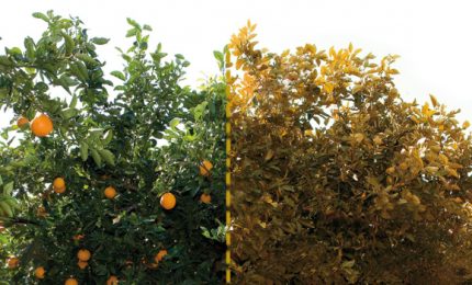 200 milioni di euro per la Xilella in Puglia, zero euro per la Tristeza degli agrumi in Sicilia