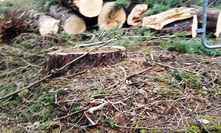 Palermo, il Comune si prepara ad abbattere 200 alberi di pino. Aldo Penna: "Decisione folle!"