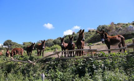 Un progetto per salvare l'asino pantesco. Nessun pericolo di estinzione per gli 'asini' dell'Ars...
