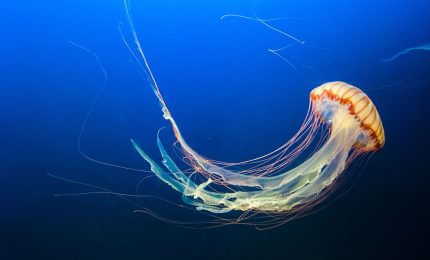 Al mare: cosa fare se si viene a contatto con una medusa