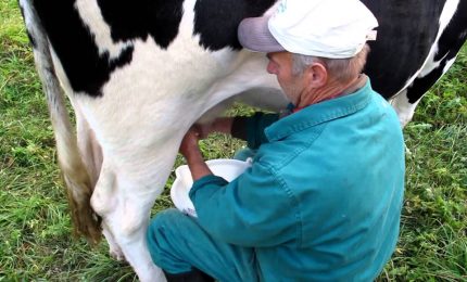 Dopo vent'anni di veleni si chiude la vicenda delle quote latte: avevano ragione gli allevatori italiani! (VIDEO)