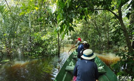 Appello di Avaaz per fermare l'apocalisse in Amazzonia: mezzo milione di alberi persi per sempre!
