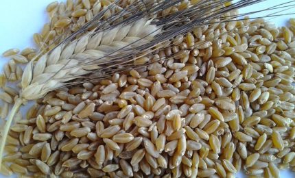 Prezzo del grano duro in aumento in tutto il Sud (tranne che a Palermo)/ MATTINALE 353