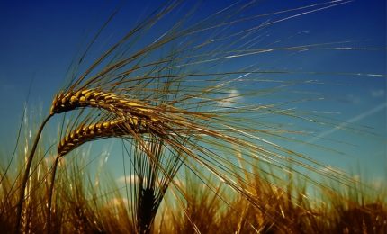 Un consiglio ai produttori di grano duro del Sud: non vendete il prodotto ora, perché il prezzo salirà