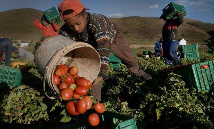 I nuovi schiavi deportati dall'Africa per lavorare nei campi di pomodoro