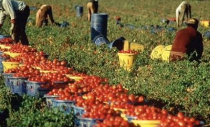 Raccolta del pomodoro: lo sfruttamento del lavoro voluto dall'elite globalista. Ma anche altro...
