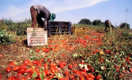 L'agricoltura siciliana scomparirà se non si abbasserà il costo del lavoro/ MATTINALE 342