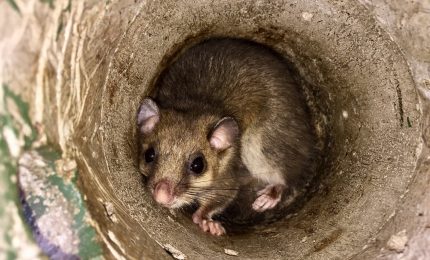 I ghiri si mangiano tutte le nocciole dei Nebrodi. Che fare? Una soluzione c'è