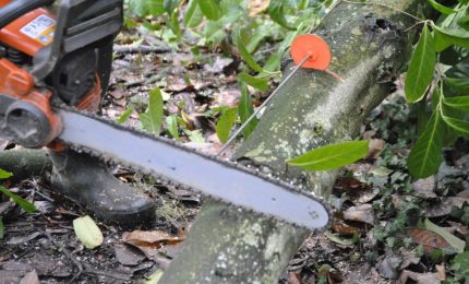 Palermo, 'assalto' a un albero di via Pacinotti. Ci spiegate che succede?