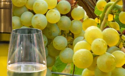 Industriali del vino 1-produttori siciliani di uva Grillo zero...