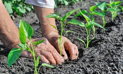 Chi ha deciso di ridurre del 90% e oltre i fondi per il sostegno all'agricoltura biologica siciliana?/ MATTINALE 396