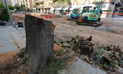 A Palermo vogliono abbattere altri 150 alberi: per caso c'entra la tecnologia 5G?/ MATTINALE 403