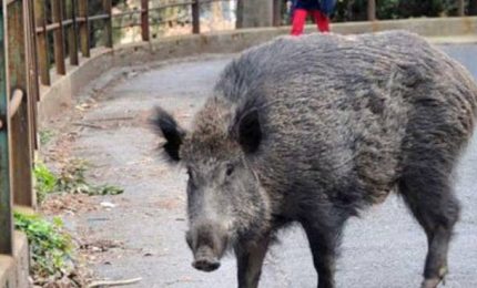 Un uomo ammazzato da un cinghiale mentre difende il proprio orto