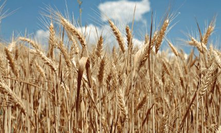 Nuovo appello di Pagliaro agli agricoltori del Sud: "Conservate il grano duro e vendetelo a Natale"
