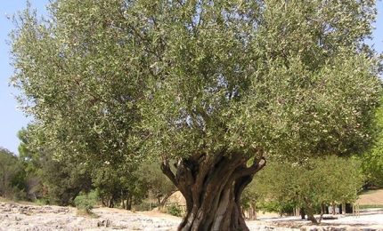 I polifenoli nell'olio d'oliva e la tecnica di potatura degli olivi a Ribera