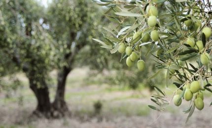 Cambiamenti climatici e "complottisti" Gli effetti sugli olivi della Sicilia occidentale. E sulle api/ MATTINALE 390