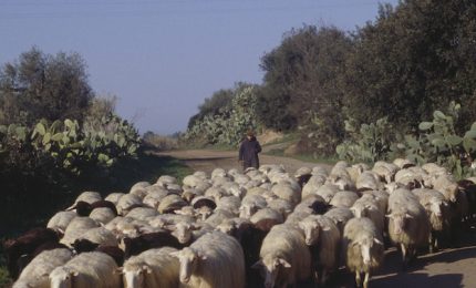 Latte di pecora: serve un messaggio preciso a Roma e agli industriali del Pecorino