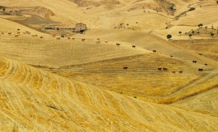 In crescita il prezzo del grano duro del Sud (tranne che in Sicilia dove...)