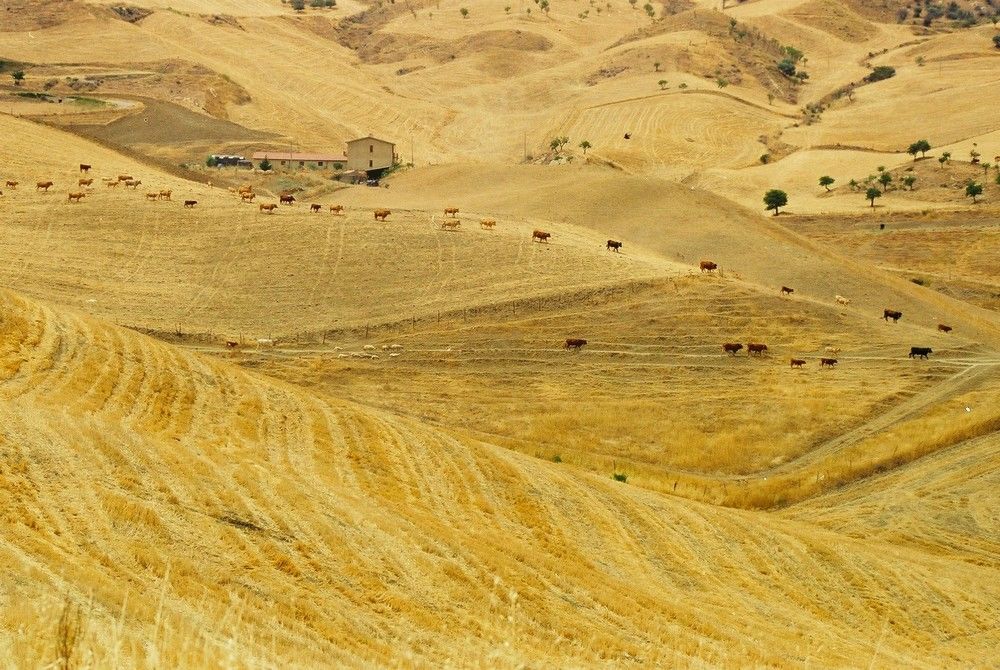 In crescita il prezzo del grano duro del Sud (tranne che in Sicilia