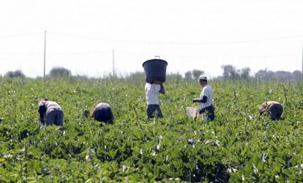 ... e così il Reddito di cittadinanza finì di affossare l'agricoltura!/ Mattinale 431