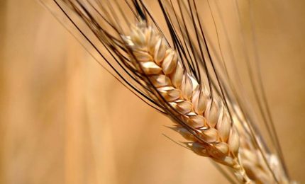 Ancora sulle analisi del grano canadese arrivato a Pozzallo lo scorso agosto