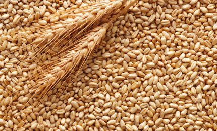La banca del grano duro in Sicilia: la replica del comitato promotore di Sicilian Wheat Bank
