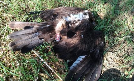 Come si pu&ograve; ammazzare un'Aquila di Bonelli? Eppure succede in Sicilia!