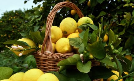 Il paradosso di Siracusa: si producono tra i migliori limoni del mondo e nei mercati locali ci sono i limoni esteri (cancerogeni!)