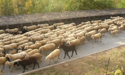 Un parallellismo fra la transumanza classica e i politici che passano con la Lega di Salvini e con Renzi