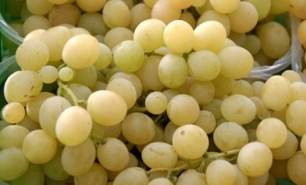 La crisi dell'uva da tavola in Sicilia? La chiave di volta è il consumo interno (e l'export che rimane)