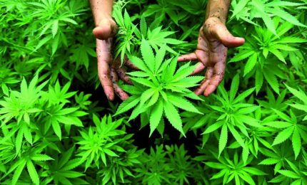 Italia: limiti per la produzione di canapa industriale e sì alla coltivazione della cannabis per uso personale!
