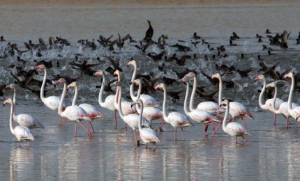 Terreni agricoli siciliani in vendita: le mani dei tedeschi sulla Piana di Catania/ MATTINALE 472