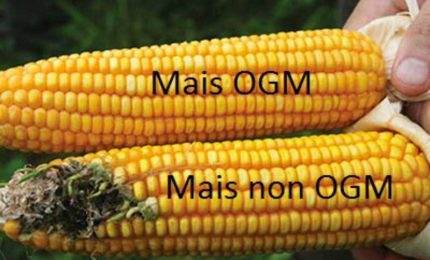 La Commissione europea ha autorizzato l'importazione di altri otto Organismi geneticamente modificati (Ogm)
