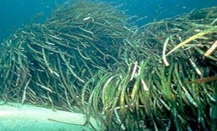 Mondello, domani si presenta un progetto per ripristinare  la Posidonia oceanica