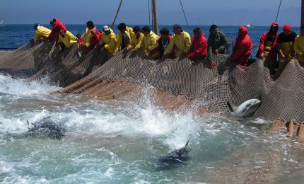 Sicilia sempre pi&ugrave; colonia: caro biglietti aerei, finto olio d'oliva e Tonno Rosso alle multinazionali/ MATTINALE 467