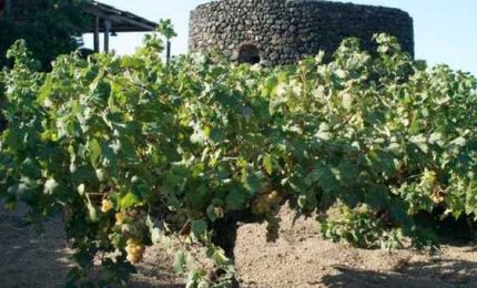 Nel nome del vino Pantelleria si dovrebbe omologare alla Sicilia? Assolutamente no!