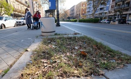 Palermo, 14 alberi abbattuti in via Libert&agrave;: non abbiamo altro da aggiungere
